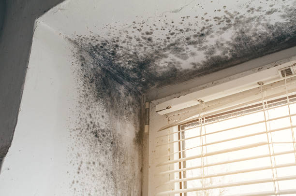 Trusted Black Mold Removal service in Flint Hill, VA - Cheap Mold Removal